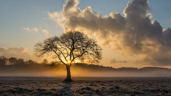 Oak Tree, Lone tree oak, resolution HD wallpaper