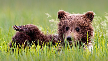 Brown Bear Cub, animal, brown, cub, bear HD wallpaper