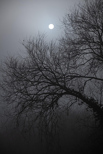 Nature, Night, Moon, Dark, Wood, Tree, Moonlight HD phone wallpaper