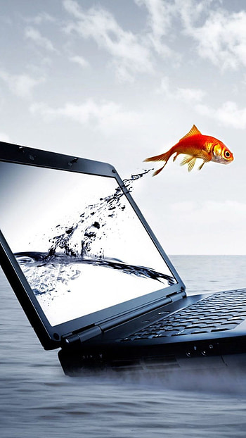 Moving, Laptop, golden fish HD phone wallpaper