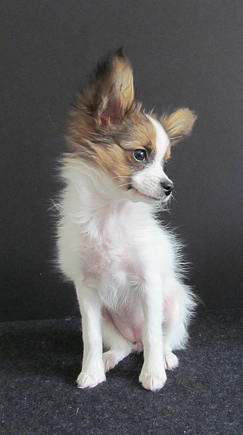Puppy, Papillon Dog HD phone wallpaper