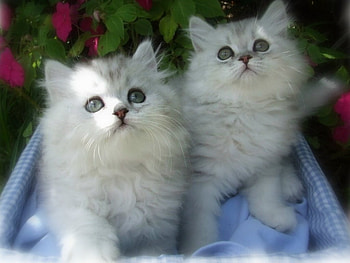 Himalayan Kittens, cats, garden HD wallpaper