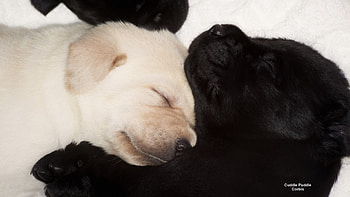 Cuddle Huddle, dogs, puppies, canine, black and white HD wallpaper
