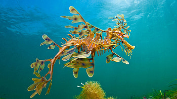 Leafy, Seahorses HD wallpaper