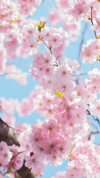 Hanami in , Blossoming beauty, Spring scenery, Mesmerizing HD phone wallpaper