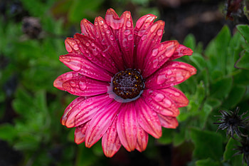 Flowers, Water, Drops, Flower, Petals, Bud HD wallpaper