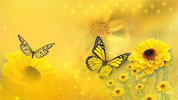 Spring Arrivals, glow, firefox persona, transparent, spring, daisies, butterflies, lights, yellow, flowers HD wallpaper