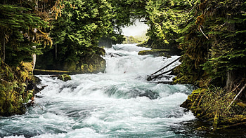 McKenzie River in Oregon, trees, forest, rocks, water, usa HD wallpaper