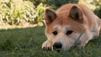 Akita dog breed, Salvabrani mascot, Loyal and protective, Japanese origins HD wallpaper
