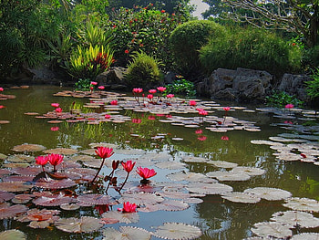 Synchronized Lilies, pink, plants, pretty, shrubs, waterlilies, rocks HD wallpaper