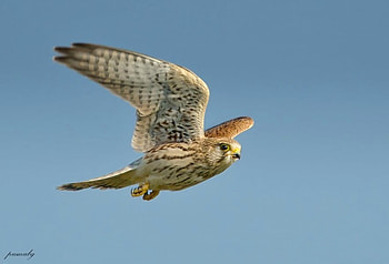 Bird of Prey, flight, wings, bird, prey HD wallpaper