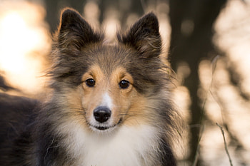 Animals, Fluffy, Dog, Muzzle, Sheltie, Shelties HD wallpaper