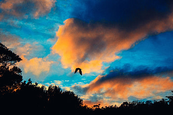 Nature, Sky, Clouds, Bird, Flight HD wallpaper