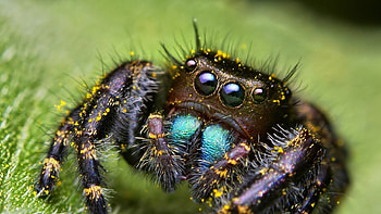 jumping spider, grass, spider, jumping, insect HD wallpaper