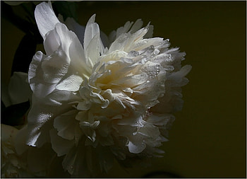 Peony, art , still life, white, beautiful HD wallpaper