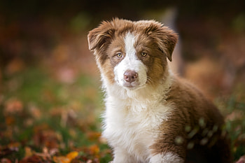 Puppy, cute, caine, australian shepherd, dog HD wallpaper