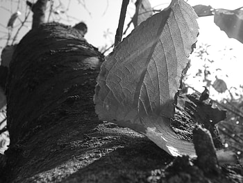 shadow, leaf, tree, black and white HD wallpaper