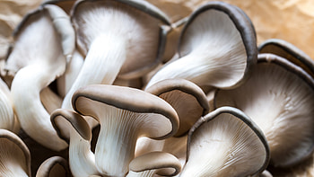Oyster mushrooms, Mushroom growing workshop, Piedmont Park Conservancy, Hands-on learning HD wallpaper