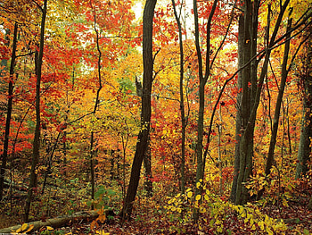 Nature, Trees, Autumn, Forest, Foliage HD wallpaper