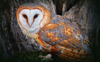 Animals, Owl, Bird, Wood, Tree, Muzzle, Beautiful, Predator, Color HD wallpaper