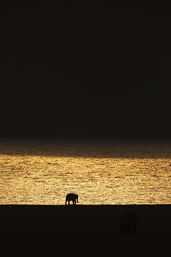 Sunset, Dark, Silhouette, Elephant HD phone wallpaper