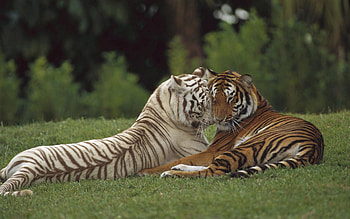 Animals, Couple, Pair, Tiger, Care, Amursky, Amur HD wallpaper