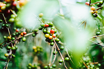 Coffee, Plant, Macro, Wet, Branches, Fruit HD wallpaper
