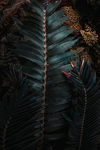 Nature, Leaves, Plant, Carved, Exotic HD phone wallpaper