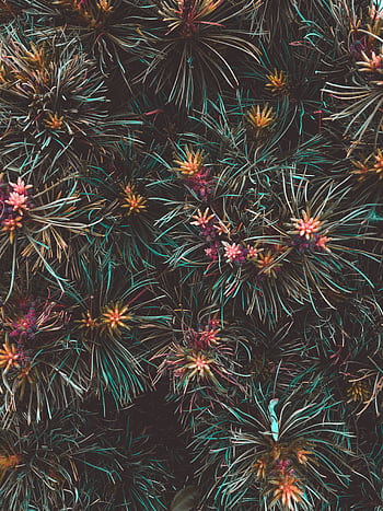 A close-up of colorful pine cones and evergreen foliage, offering a lush natural background. HD phone wallpaper