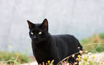 Animals, Grass, Cat, Stroll HD wallpaper
