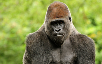 Animals, Muzzle, Gorilla, Monkey, Wool HD wallpaper