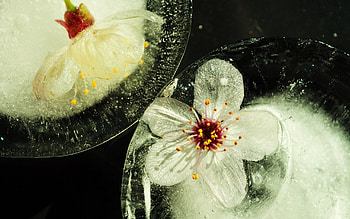 Flowers, Plant, Macro, Bloom, Flowering, Glass HD wallpaper