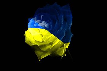 Ukrainian rose, CC by license, stock, Digital art HD wallpaper