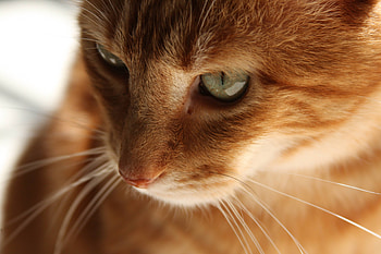 Animals, Cat, Kitty, Kitten, Muzzle, Redhead HD wallpaper