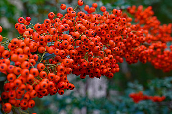 Food, Macro, Branch, Berry, Rowan HD wallpaper