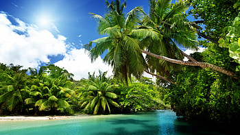 Nature's PC , Beach palm tree, beauty, Serene oasis HD wallpaper