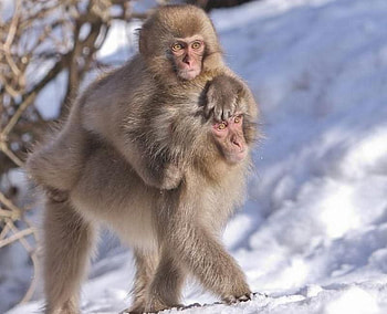Mokeys in Snow, cool, in snow, , mokeys HD wallpaper