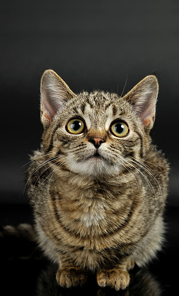Cute, kitten, animal, pet HD phone wallpaper