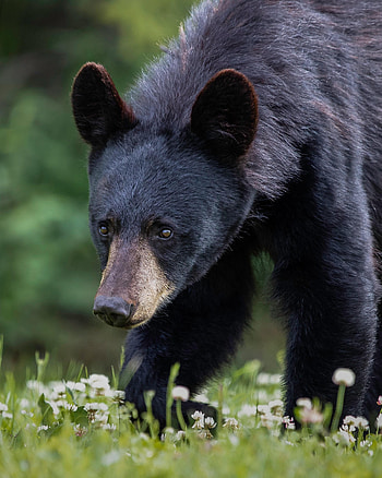 Animals, Grass, Muzzle, Bear, Predator, Sight, Opinion HD phone wallpaper