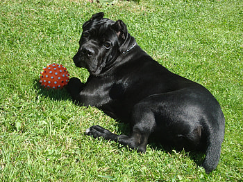 Animals, Grass, Dog, Ball, Play, Cane Corso, Kane Corso HD wallpaper