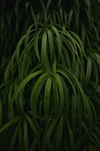 Leaves, Plant, Macro, Glossy HD phone wallpaper