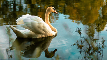 Swan traditions, Royal traditions, Swan upping, the royal HD wallpaper