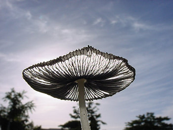 Backlit Mushroom, black, light, mushrooms, mushroom HD wallpaper