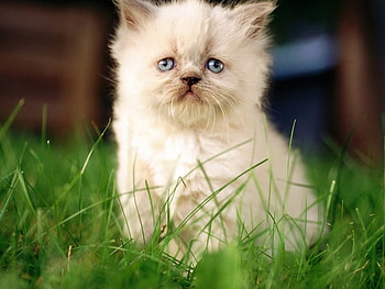 Cute kitten in grass, kitten, cat, grass, feline, pet HD wallpaper