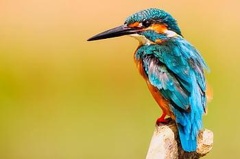 Close-up of a colorful kingfisher perched against a warm background. HD wallpaper