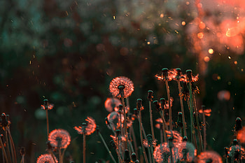 Blossom Flower Field , blossom, flowers, field HD wallpaper