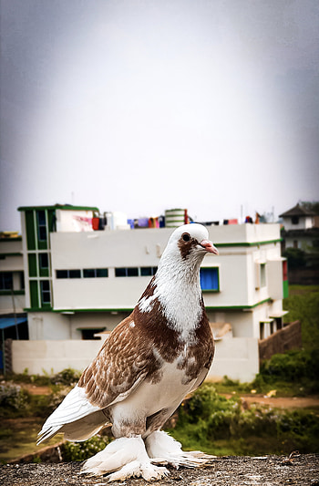 Pegion, sky, birds HD phone wallpaper