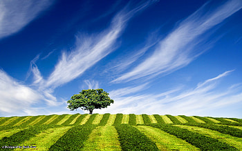 Tree up the Hill, nature, field, hill, tree HD wallpaper
