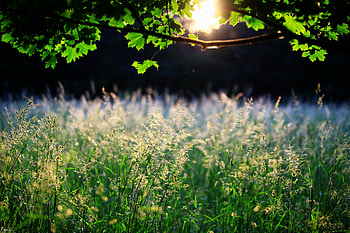 Nature, Grass, Leaves, Sun, Shine, Light, Branch, Ears, Maple, Spikes HD wallpaper