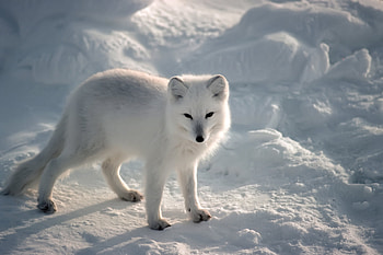 Arctic fox, HQ , Wondrous nature, visuals HD wallpaper